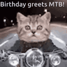 Mtb Cat GIF - Mtb Cat Bike GIFs