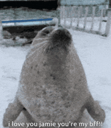 a seal says " i love you jamie you 're my bff " in the snow