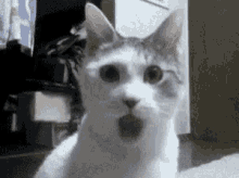 Shocked Gasp GIF - Shocked Gasp Cats GIFs