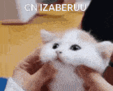 a person is petting a white cat with the words gn izaberuu written on it