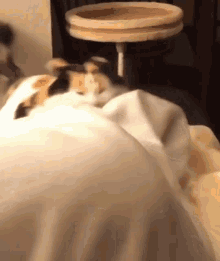 Cate Cats GIF - Cate Cats Cat Love GIFs