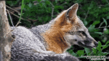 a close up of a fox with a texas backyard wildlife.com logo behind it