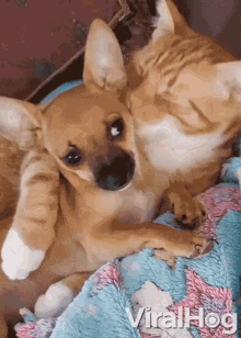 Cat And Chihuahua Cat Licks Chihuahuas Neck GIF - Cat And Chihuahua Cat Licks Chihuahuas Neck Keeping It Clean GIFs