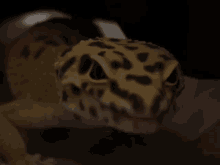 Leopard Gecko Gecko GIF - Leopard Gecko Gecko Blep GIFs