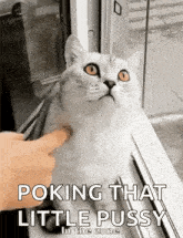 In The Zone Cats GIF - In The Zone Cats Funny Animals GIFs