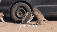 jackson monkeys