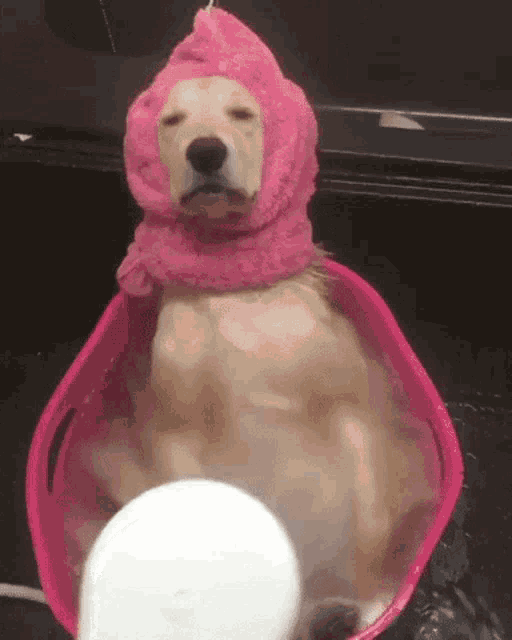 Dog Bath GIF - Dog Bath Chillin GIFs