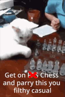 Cat Chess GIF - Cat Chess Get On GIFs