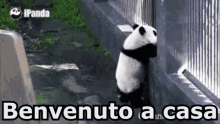 Benvenuto Benvenuto A Casa Panda Porta Aprire Prego Passare GIF - Welcome Welcome Home Panda GIFs