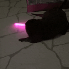 a cat is playing with a purple light on the ground