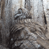 Scratching My Back Tawny Owl GIF - Scratching My Back Tawny Owl Robert E Fuller GIFs