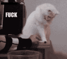 a white cat is sitting on a chair with the word fuck written on it