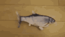 Fish Tail Fishy GIF - Fish Tail Fishy Penata GIFs