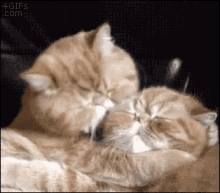Cats Lick GIF - Cats Lick Cute GIFs