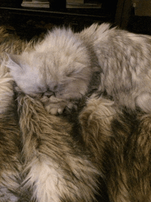 a cat is sleeping on a fluffy blanket