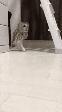 Chouette Sneaky GIF - Chouette Sneaky Owl GIFs