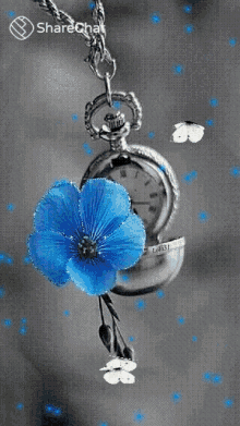 घड़ी तितली GIF - घड़ी तितली नीलाफूल GIFs