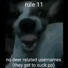 Rule11no Fawn GIF - Rule11no Fawn Rule11 GIFs