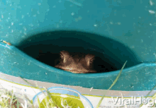 Frog Scared GIF - Frog Scared Hide GIFs