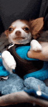 Chihuahua Dog GIF - Chihuahua Dog Attck GIFs