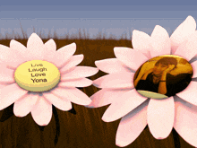 two pink daisies with a yellow button that says live laugh love yona