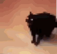 Black Cat GIF - Black Cat Angry GIFs