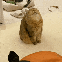 Cat Sleep Orange Cat GIF - Cat Sleep Orange Cat Cat Falling Asleep GIFs