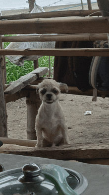 a small white dog sitting on a wooden fence looking at the camera