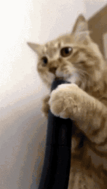Cat Playing GIF - Cat Playing Licking Pipe GIFs