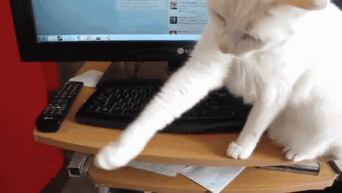 Internet Police! GIF - Cat Computer Stop - Discover & Share GIFs