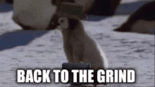 Back To The Grind Penguin GIF