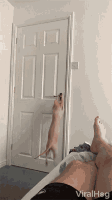 Cat Opening Door Leaving GIF - Cat Opening Door Leaving Im Out GIFs