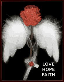 red rose faith hope flower love