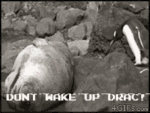 Penguin Drac GIF - Penguin Drac Dont Wake Me Up GIFs