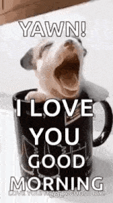 a puppy is yawning in a coffee mug and says `` i love you good morning '' .