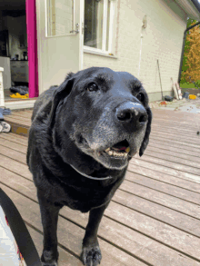 Rest In Peace Dog GIF - Rest In Peace Dog Grieving The Death Of A Dog GIFs