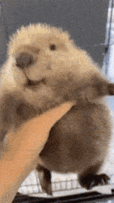 Beaver Holding GIF - Beaver Holding Me When I Get You GIFs