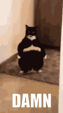 Funeg Cat GIF - Funeg Cat Standing GIFs