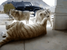 Fight, Fight, Fight GIF - Tiger Cute Dog Pack GIFs