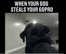Dog Go Pro GIF - Dog Go Pro Steal GIFs