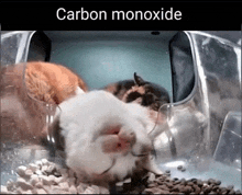 Carbon Monoxide Cat GIF