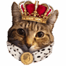 queen royal bingo cat