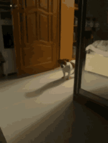 a small brown and white dog standing in front of a mirror