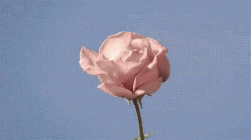 Tumblr Pastel GIF - Tumblr Pastel Rose - Discover & Share GIFs