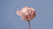 Tumblr Pastel GIF - Tumblr Pastel Rose GIFs