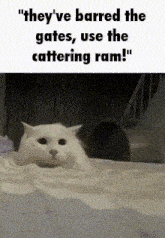 Cattering Ram GIF