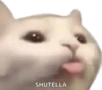 a close up of a cat 's face with its tongue out and the words shutella written on the bottom .