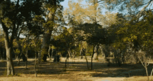 Forest Trees GIF - Forest Trees Beautiful Place GIFs