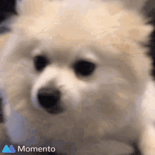 Pomeranian Fluffy GIF - Pomeranian Fluffy GIFs