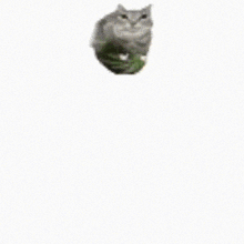 a cat is standing in front of a fighter jet
